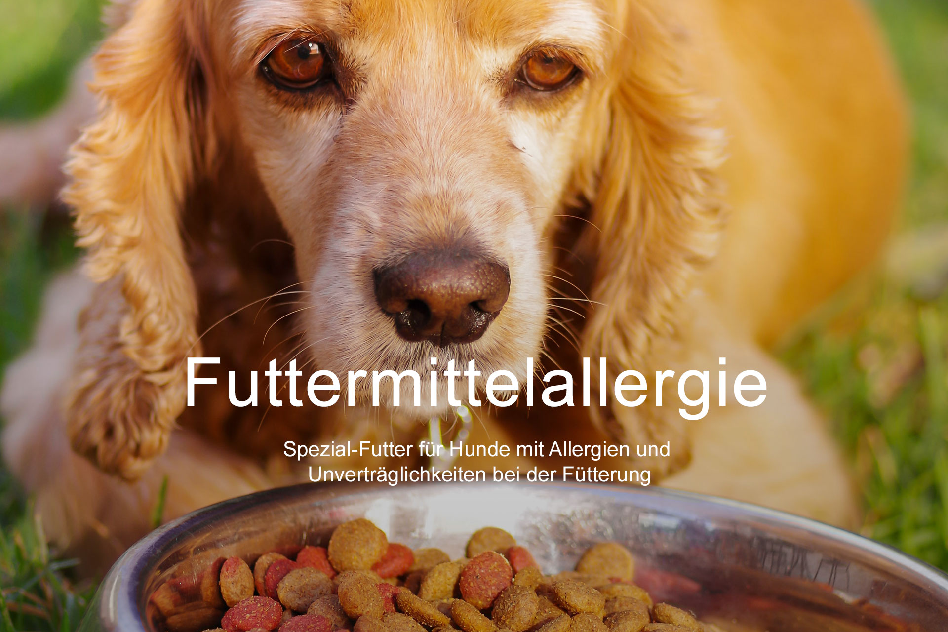 Futtermittelallergie Spezial-Futter für Hunde mit Allergien und  Unverträglichkeiten bei der Fütterung