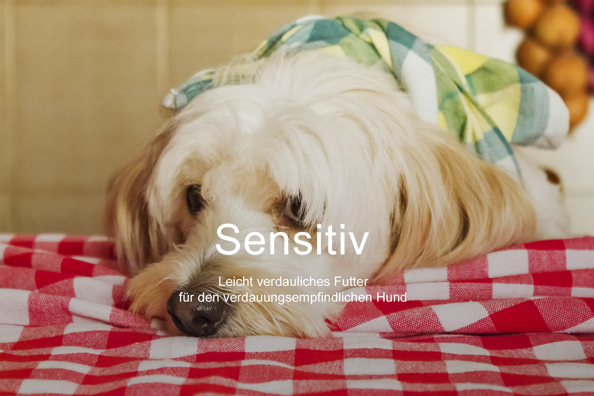 Hundefutter Sensitiv leicht Verdauliches Futter für den verdauungsempfindlichen Hund