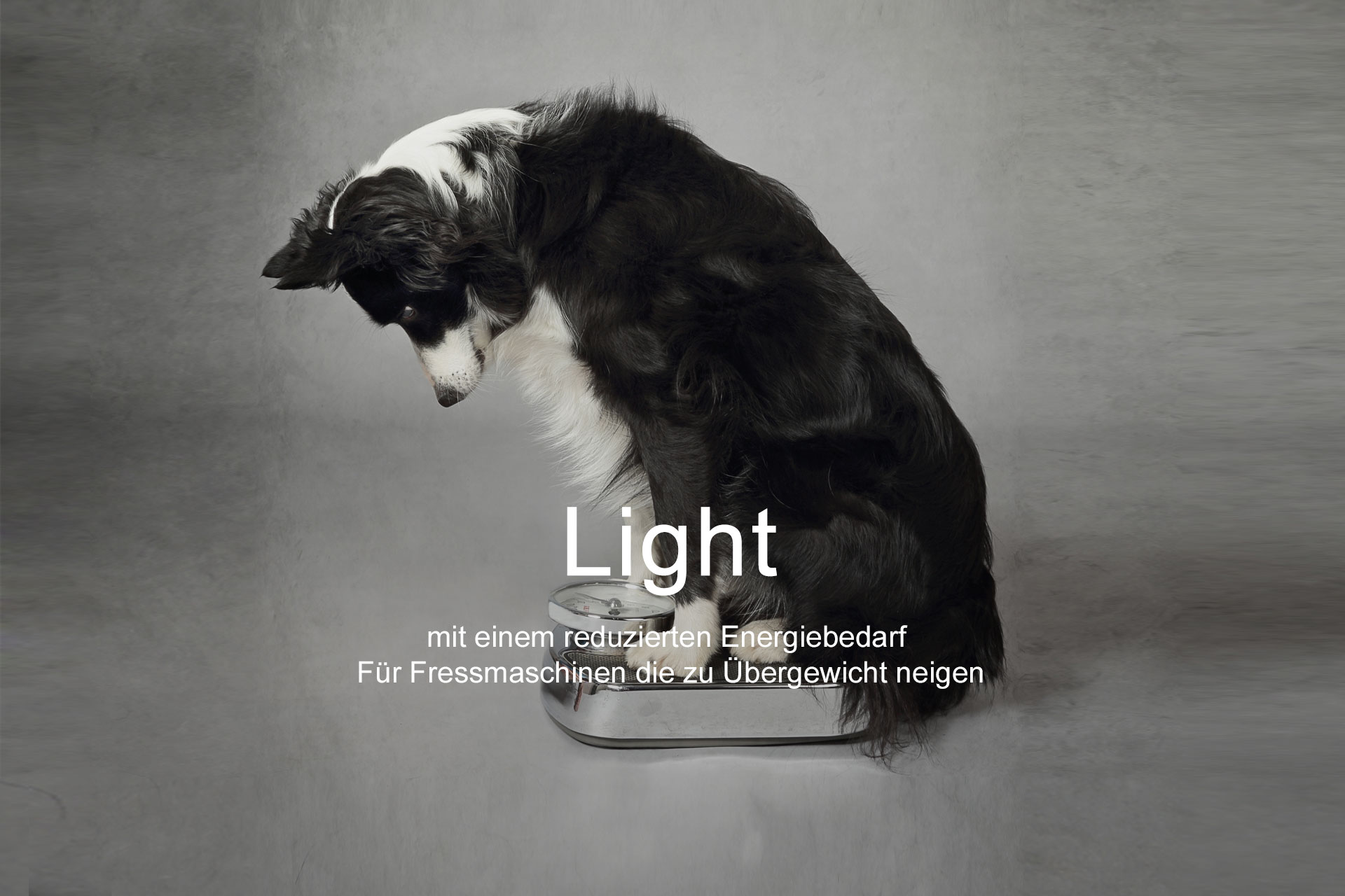 Hundefutter Light mit einem reduzierten Energiebedarf  Für Fressmaschinen die zu Übergewicht neigen