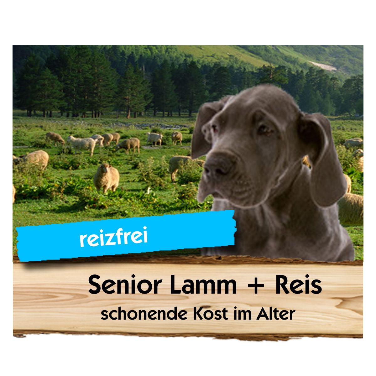 Senior Lamm + Reis