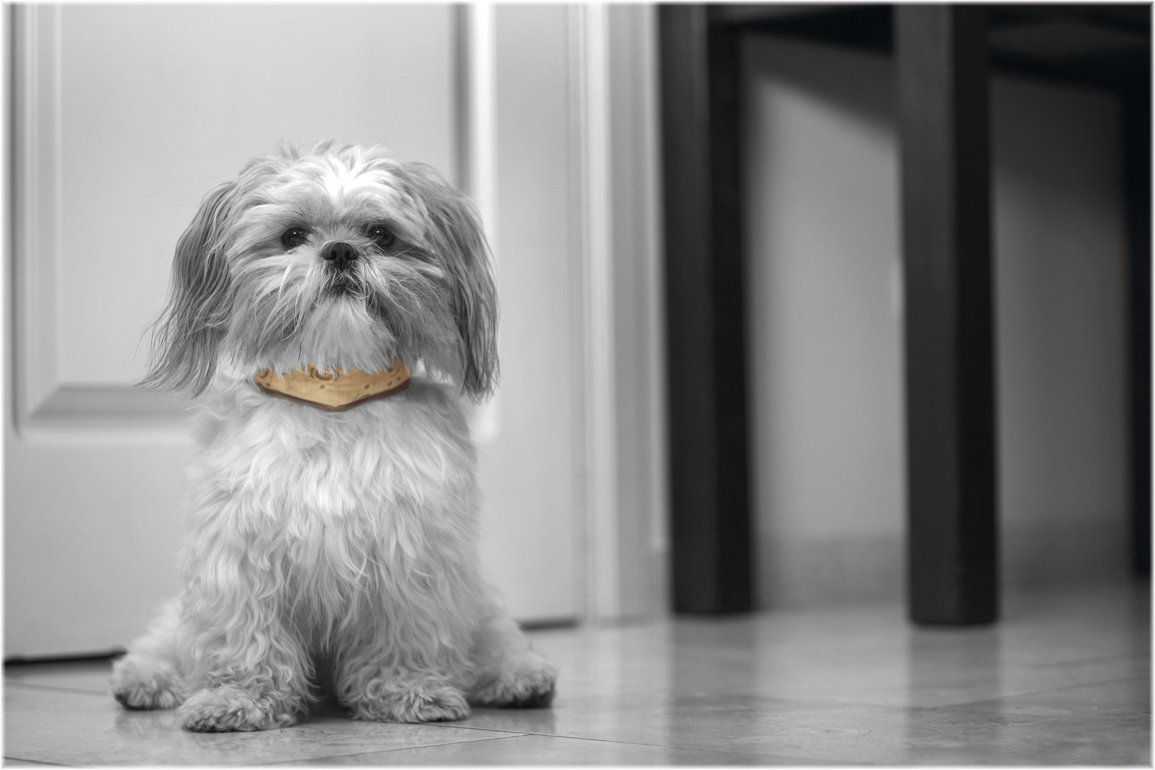 KühlHalsband für den Hund S 2838cm beige Max Hamster
