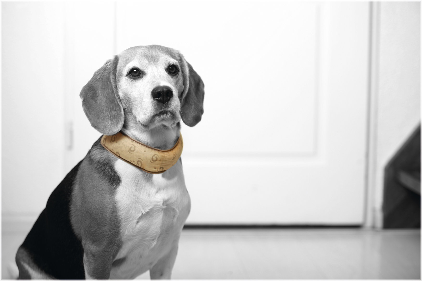 KühlHalsband für den Hund M 3648cm beige Max Hamster